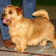 Norfolk Terrier