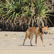 K'gari (Fraser Island)
