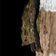 Proboscis Bat