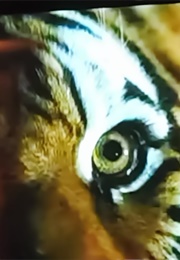 Wild Aid: Leonardo DiCaprio and Jackie Chan (2011)