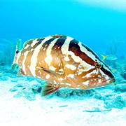 Nassau Grouper