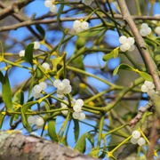 European Mistletoe (Viscum Album)