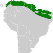 Greenhall's Dog-Faced Bat