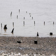 Vauxhall Bronze Age Jetty