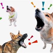 When People Let Their Dog Bark Constantly