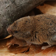 Pine Vole