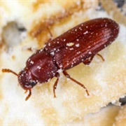 Flour Beetle