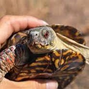 Western Box Turtle