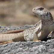 Desert Iguana