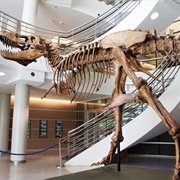 UC Berkeley T. Rex