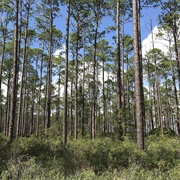 Dixon Memorial State Forest