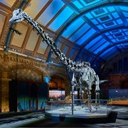 Dippy Returns to the Natural History Museum, London