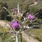 Syrian Thistle (Notobasis Syriaca)