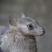 Leschenault's Rousette