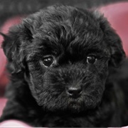 Havanese