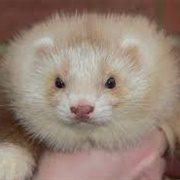 Angora Ferret
