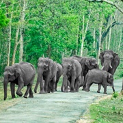 Bandipur Tiger Reserve