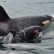 Gulf Island National Park (BC)