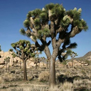 Joshua Tree