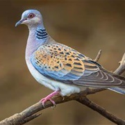 Turtle Dove