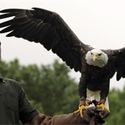 Southeastern Raptor Center (Auburn)