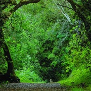 Leona Canyon Open Space Regional Preserve
