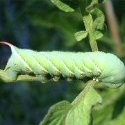 Hornworm