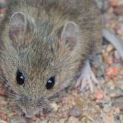 Western Harvest Mouse