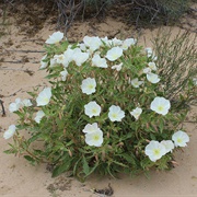 Desert Primrose