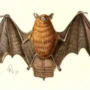 Red Myotis