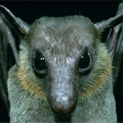 Cave Nectar Bat