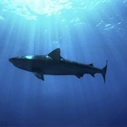Dusky Shark