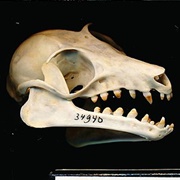 Veldkamp's Dwarf Epauletted Fruit Bat