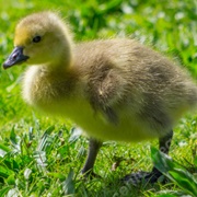 Baby Goose