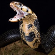 Forest Cobra
