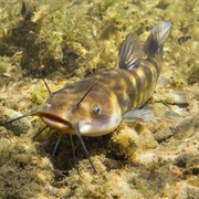 New Hampshire: "Hornpout"