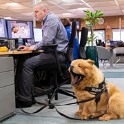 Taken Your Dog to Work