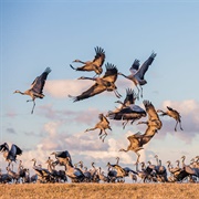 Hornborgasjön, Skara