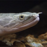 Bichir
