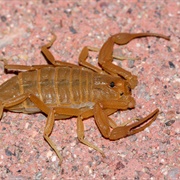 Arazona Bark Scorpion