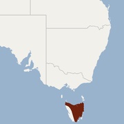 Tasmanian Long-Eared Bat