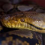 Had a Snake on Your Head