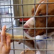 Visit an Animal Shelter