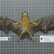 Yellow-Throated Big-Eared Bat