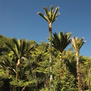 Nīkau (Rhopalostylis Sapida)
