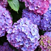 Don't Give Her Hydrangeas!!!