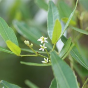 Orange Climber (Zanthoxylum Asiaticum)