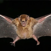 Little Yellow-Shouldered Bat