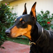 Dobermann