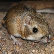 Merriam's Kangaroo Rat